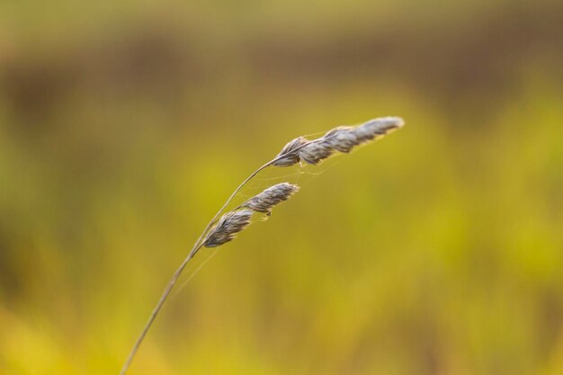 Dry twig in autumn field