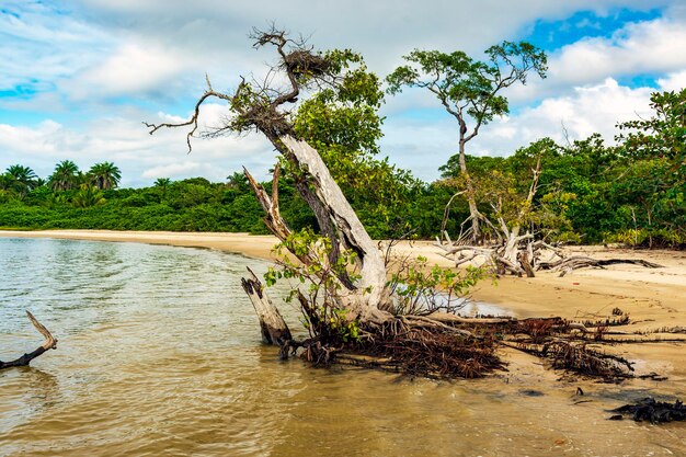 dry and twisted trees where the mangrove meets the sea on the coast of the state of bahia brazil