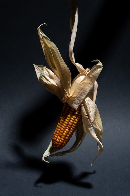 Photo dry undressed corn on the dark