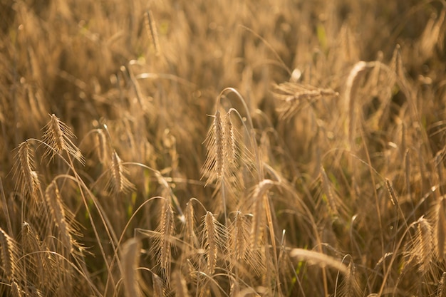 Dry wheat closeup photo before harvest