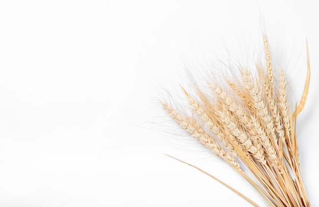 Dry wheat on a white surface