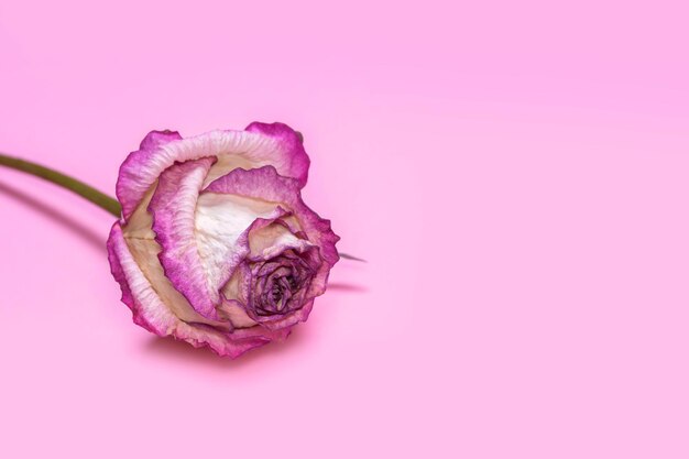 Dry white and pink rose on a pink background