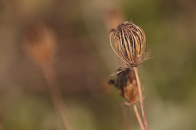 乾燥した野生のニンジン（DÃ¡ucuscarÃ³ta）の花序を拳に食いしばって、将来の収穫のために種子を保管します。ぼやけた背景のクローズアップ写真。