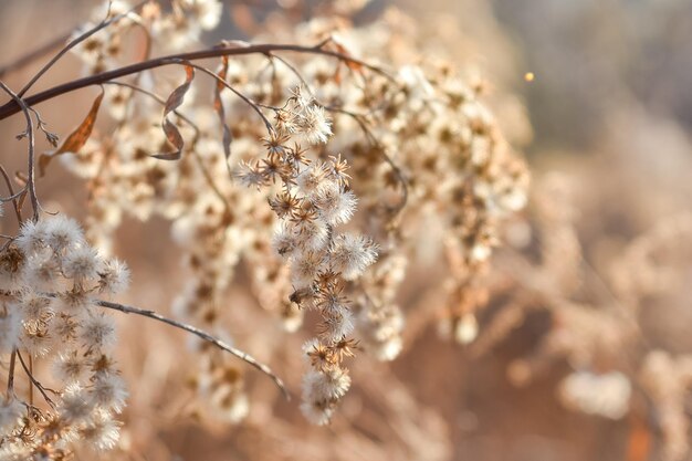 Photo dry wild flowers in autumn