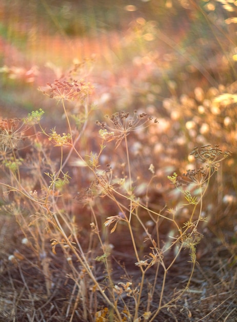 Dry wild grass in the rays of setting sun with highlights and bokeh on a hot summer day in Greece