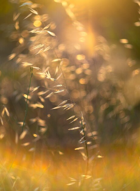 Dry wild grass in rays of the setting sun with highlights and bokeh on a hot summer day in Greece