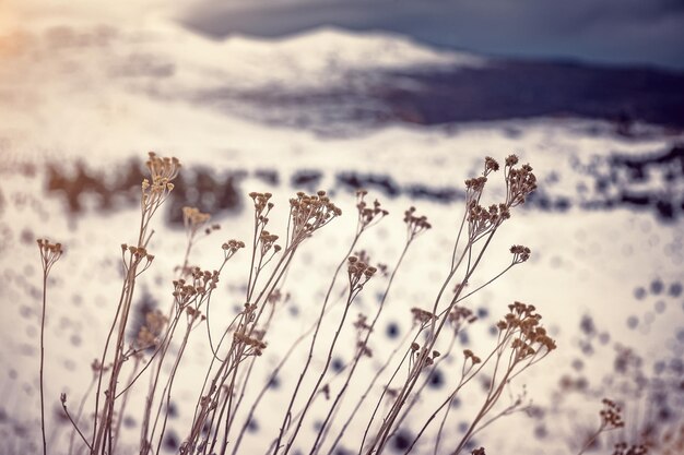 Dry wildflowers over snowy mountains background nature details vintage style photo of wild nature cold but sunny winter weather lebanon