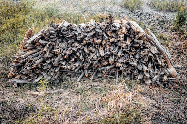 Foto rami di legno secchi ammucchiati tra le erbacce