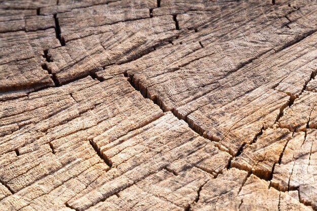 Фото Сухой деревянный ствол в деревянной текстуре парка