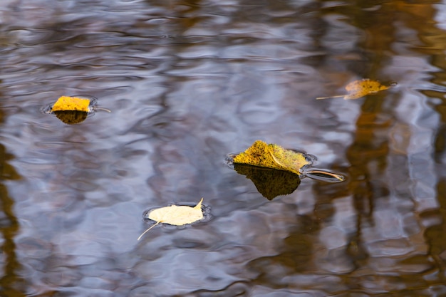 Dry yellow autumn leaves on the water surface