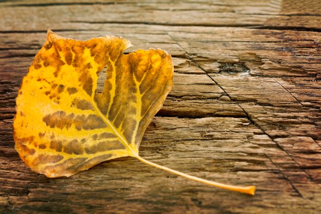 Dry yellow and brown leaf on the old wooden background with cracks