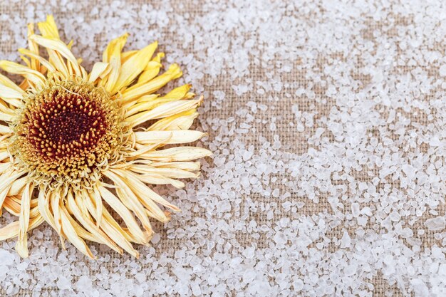 Dry yellow flower of gerbera on linen background with scattered sea salt.