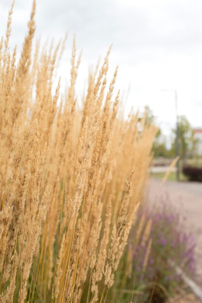 Dry yellow grass on the background of the street