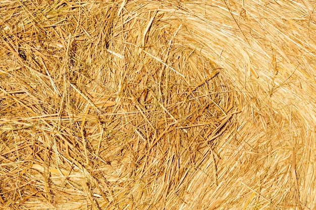 Dry yellow hay in the bright sun. background for design