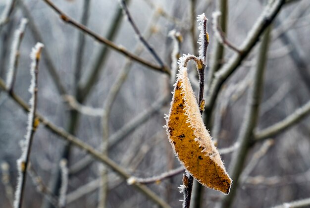 마른 노란 잎사귀 하나가 나뭇가지에 달려 있습니다. 레닌그라드 지역.