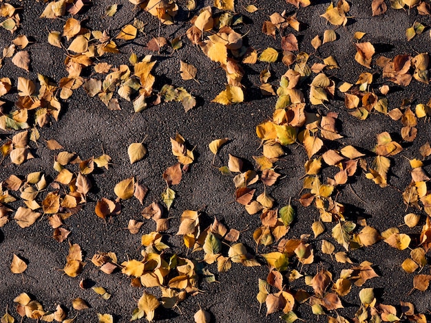 Dry yellow leaves on the asphalt in the sunny autumn.