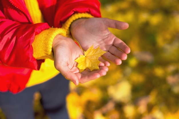 Dry yellow maple leaf in children's palms autumn mood change of season