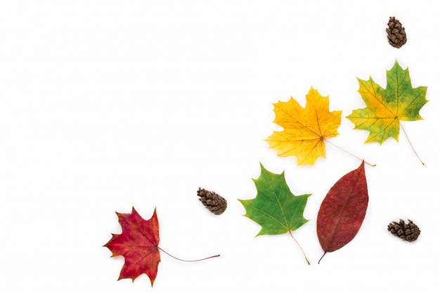 Dry yellow, red and green leaves and cones on white