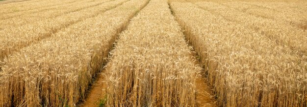 Dry yellow wheat in the field ready for harvest