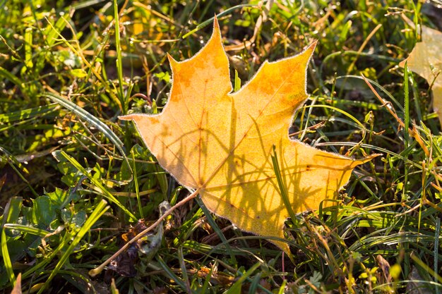 dry yellowed foliage of maple trees