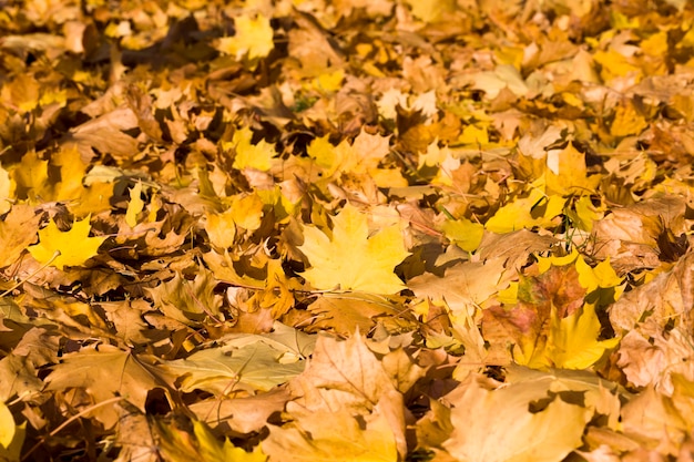 dry yellowed foliage of trees