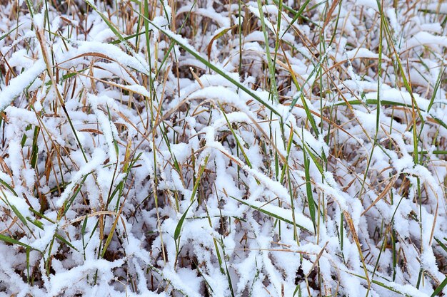 Dry yellowgreen autumn grass under the snow closeup