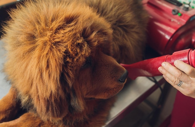 グルーミング サロン プロのグルーマーで犬の毛を乾かして梳かす