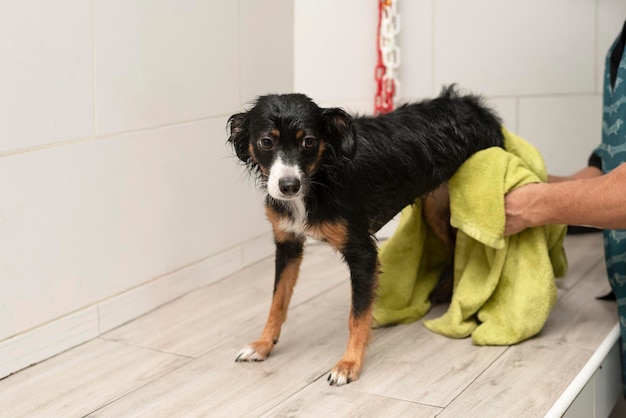 犬のグルーミング サロンで入浴後タオルで犬を乾かす