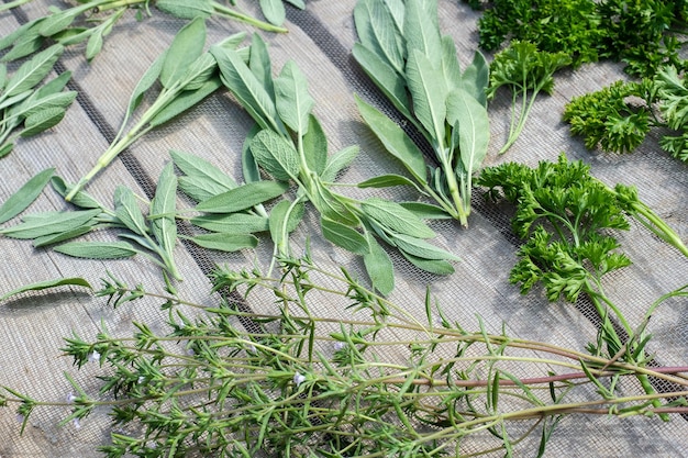 Drying fresh herbs and greenery for spice food on wooden desk background