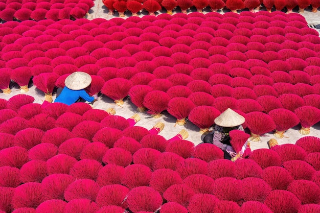 Foto essiccazione dell'incenso nel tradizionale villaggio di produzione di incenso fatto a mano di quang phu cau ung hoa hanoi concetto di viaggio e paesaggio, questo è un villaggio famoso per la sua secolare arte di produrre incenso