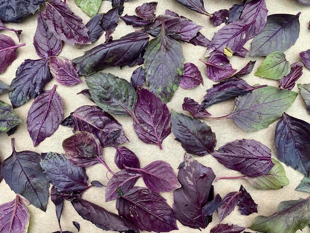 drying process of basil leaves for seasoning