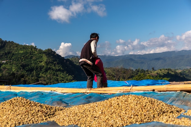 Drying raw coffee bean on the floor local family industry in thailand