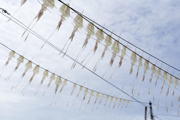 Drying squid under sun light