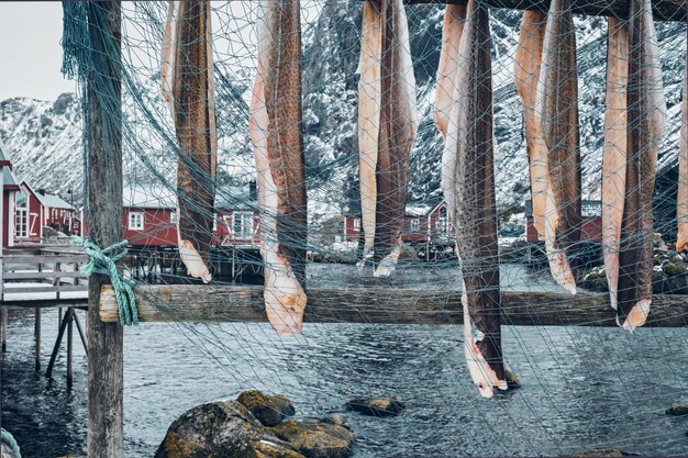 Photo drying stockfish cod in nusfjord fishing village in norway