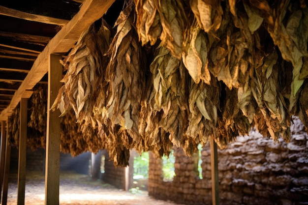Drying tobacco leaves in barn for curing purposes