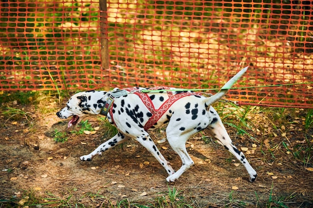 Dryland sled dog mushing race, Dalmatian sled dog pulling transport with dog musher, autumn competition outdoor, sled dog racing sports championship