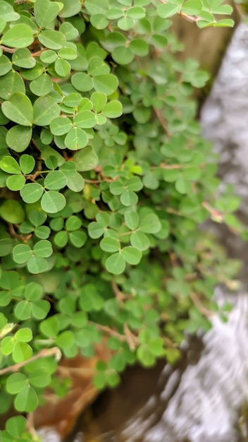 Drymaria cordata plant with green leaves is in the water