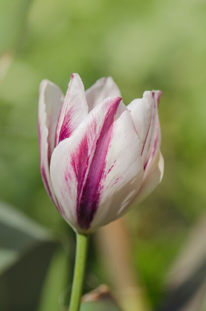 Dual colored red white tulip