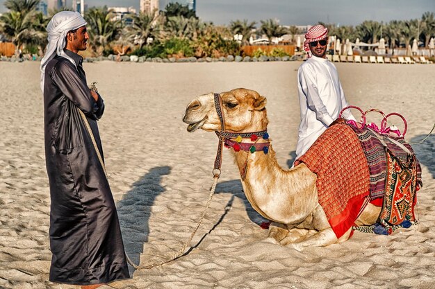 Foto dubai cammelli sullo sfondo dei grattacieli in spiaggia emirati arabi uniti dubai marina jbr cammelli e grattacieli in stile spiaggia