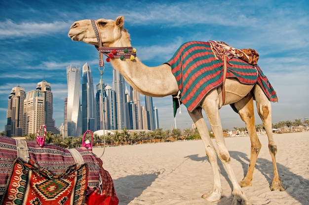 DUBAI Kamelen op wolkenkrabbers achtergrond op het strand. UAE Dubai Marina JBR strandstijl: kamelen en wolkenkrabbers. moderne gebouwen zakelijke stijl. geschiedenis en modern van de VAE