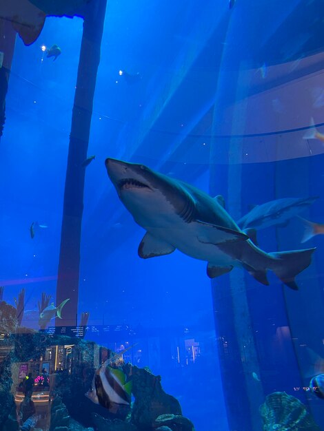 Dubai Mall Aquarium Onderwaterwereld