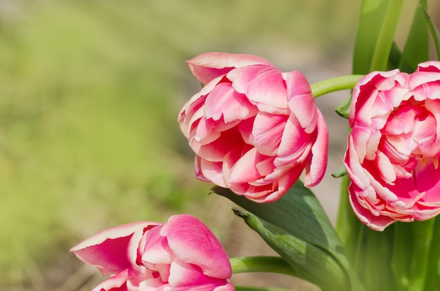 Dubbele tulp Wirosa