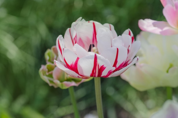 Dubbele witte tulp met rode strepen Carnaval de mooie tulp