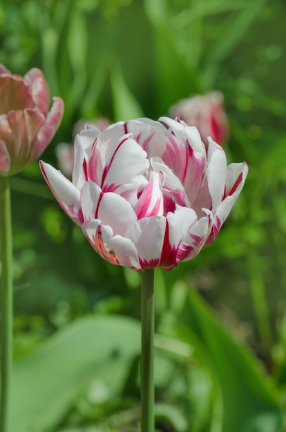 Dubbele witte tulp met rode strepen Dubbele tulp Carneval de Nice