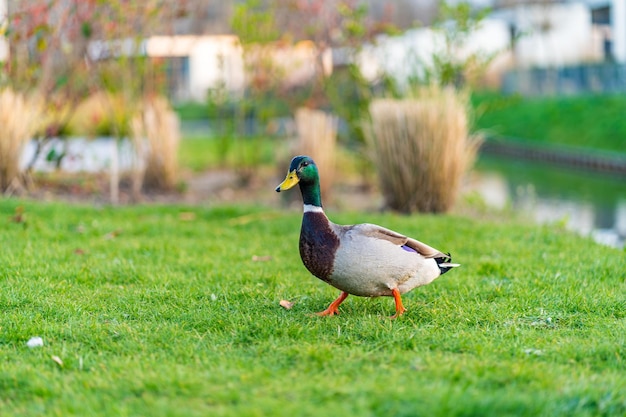 Duch on the green grass wild duck on a green meadow