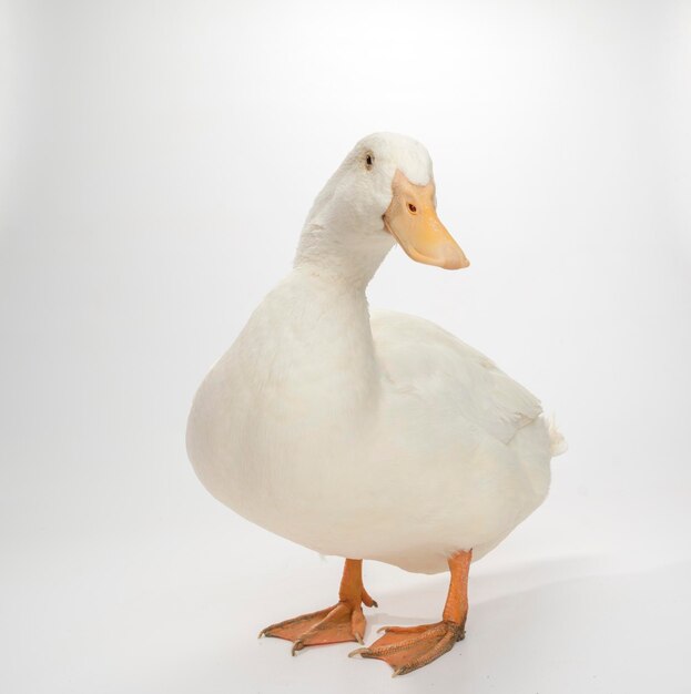 Photo duck against white background