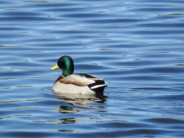 Duck in the albufera lake