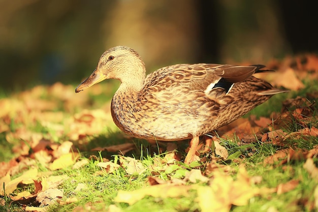 Duck autumn park mallard, wild duck autumn view migratory bird\
nature