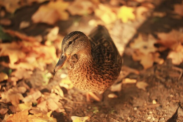 Duck autumn park mallard, wild duck autumn view migratory bird
nature