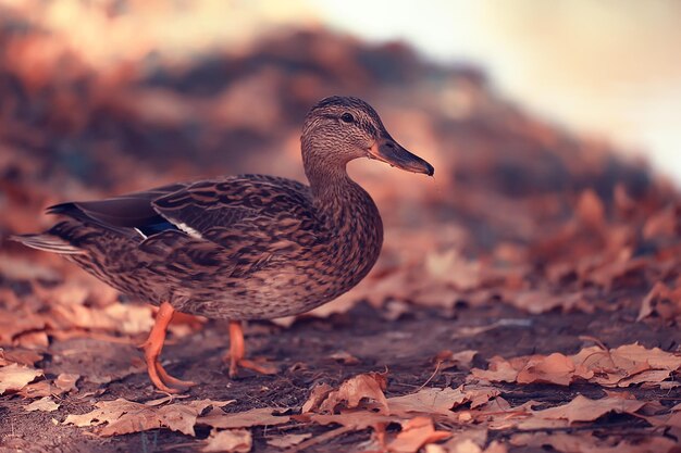 Duck autumn park mallard, wild duck autumn view migratory bird
nature